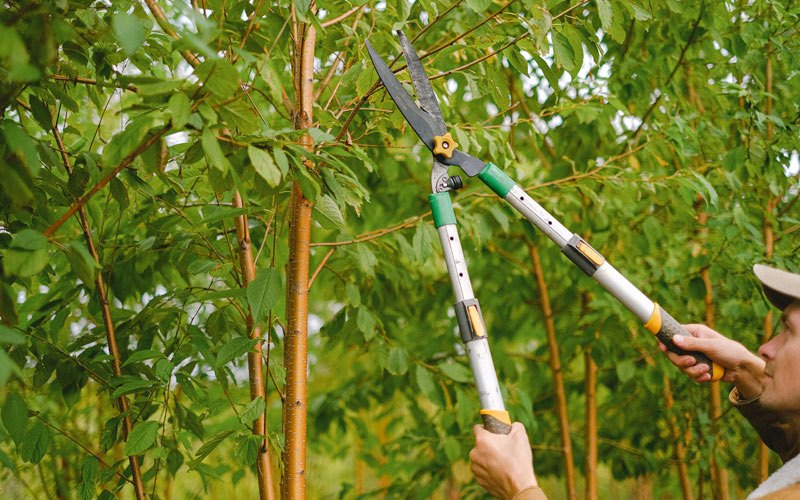 Tree trimming in Rancocas, NJ